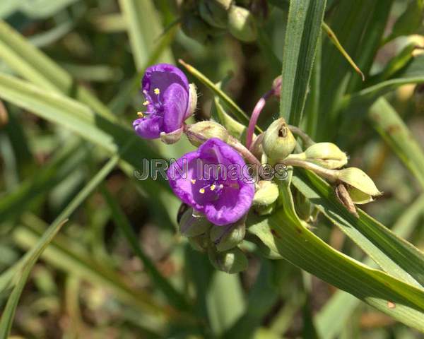 Spiderwort