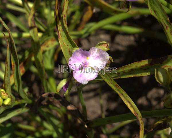 Spiderwort