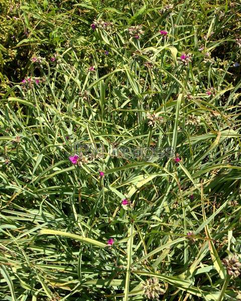 Spiderwort