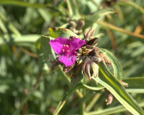 Spiderwort