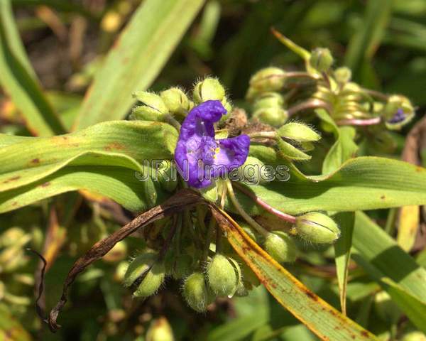 Spiderwort