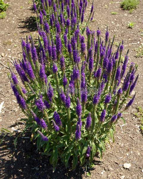 Blue Indigo Veronica