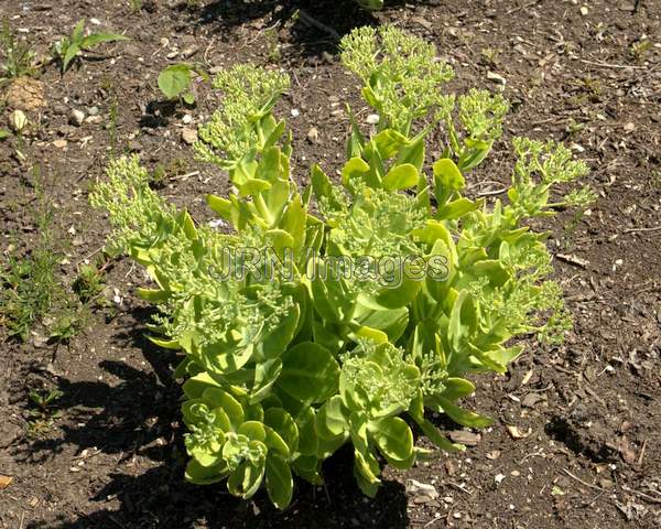 Sedum Spectabile