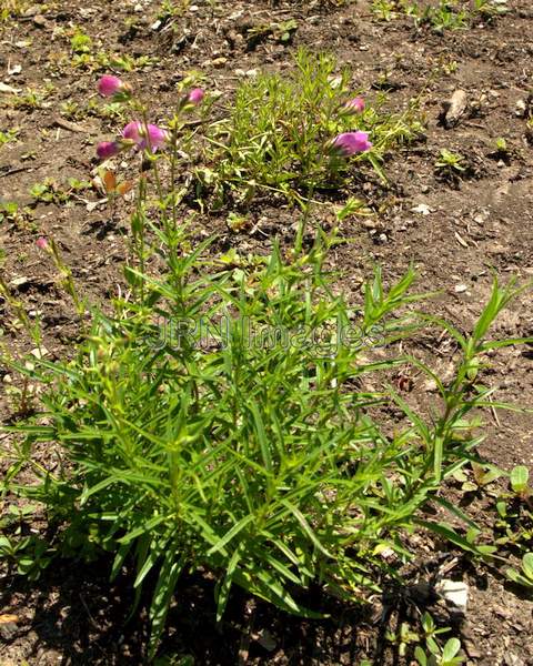 Hybrid Beardtongue