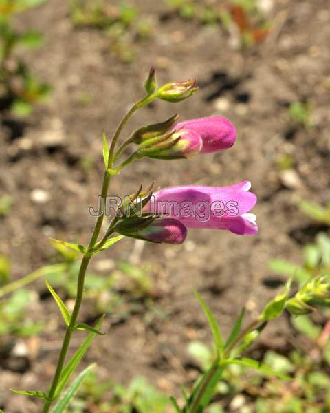 Hybrid Beardtongue