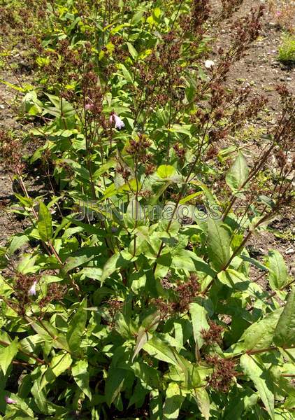 Foxglove Beardtongue