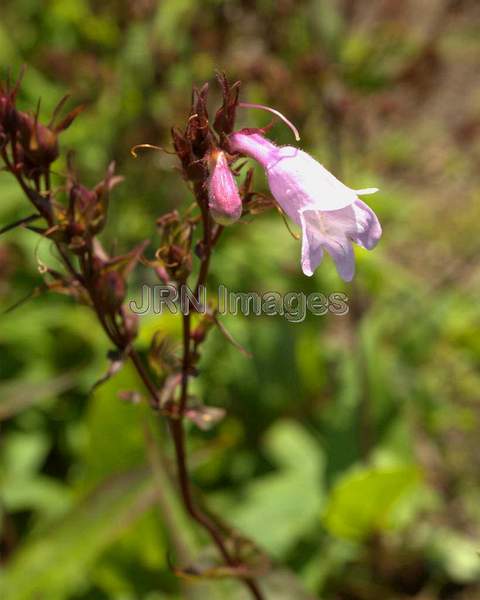 Foxglove Beardtongue