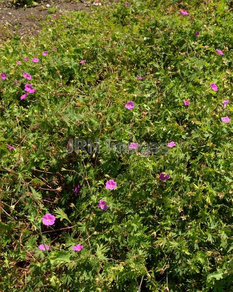 Bloody Cranesbill