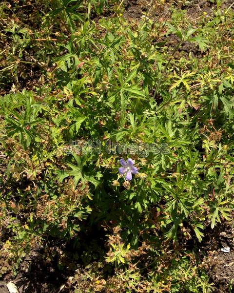 Geranium pseudosibiricum