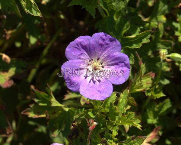 Hybrid Cranesbill