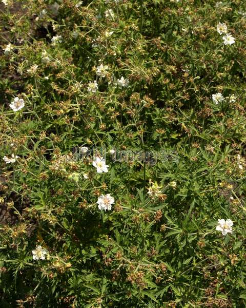 Meadow Cranesbill