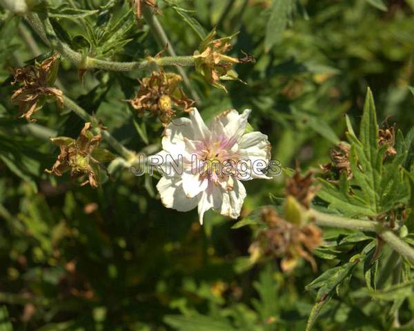 Meadow Cranesbill