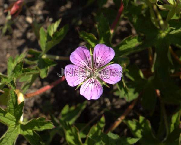 Geranium