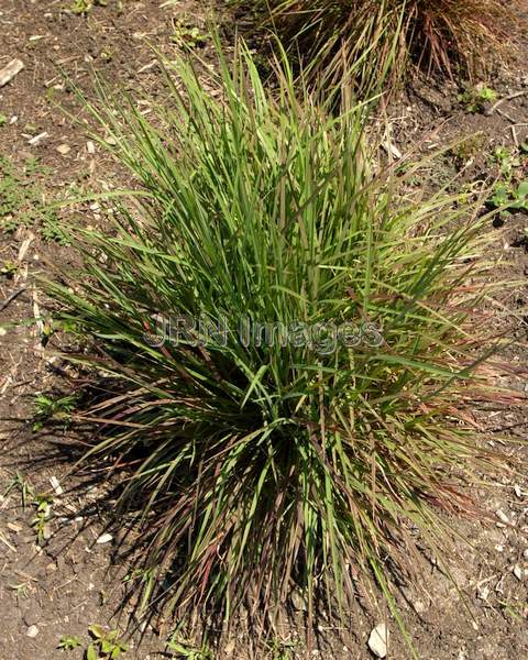 Little Bluestem