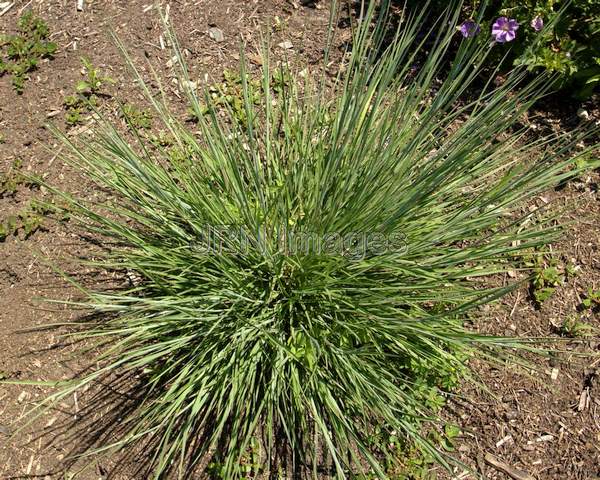 Little Bluestem