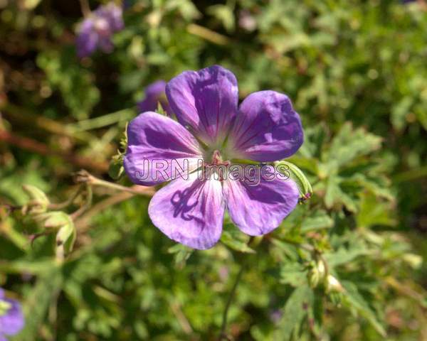 Cranesbill