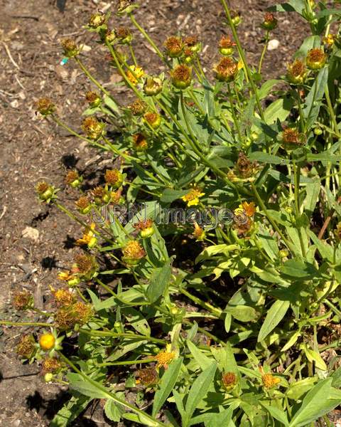 Mouse Ear Coreopsis