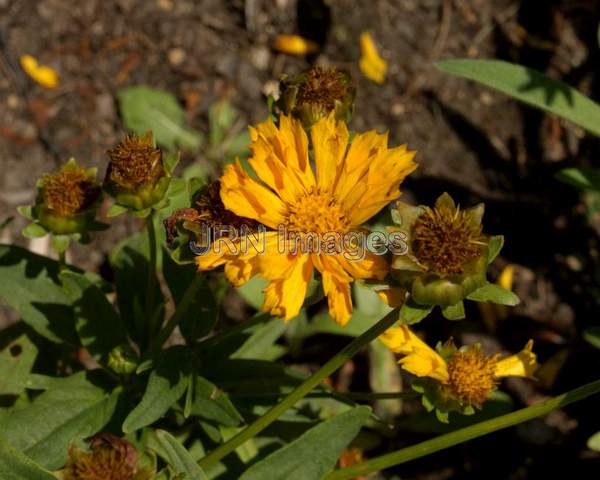 Mouse Ear Coreopsis