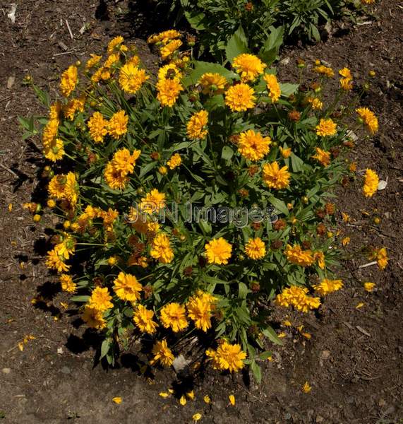 Early Sunrise Coreopsis