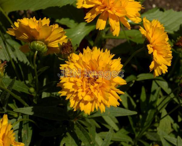 Early Sunrise Coreopsis