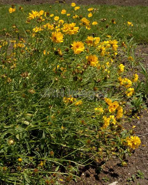 Big Coreopsis