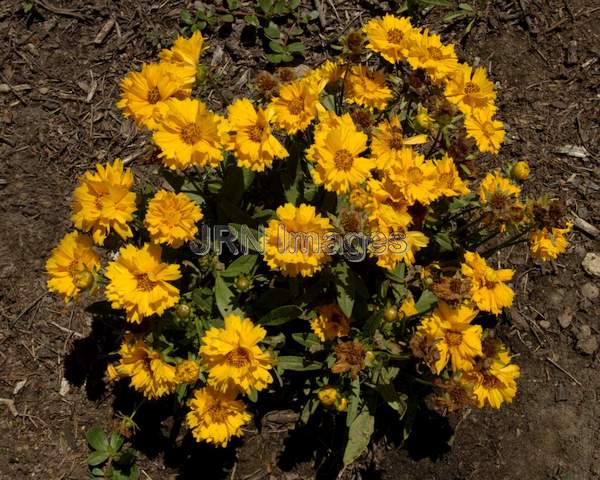 Big Coreopsis