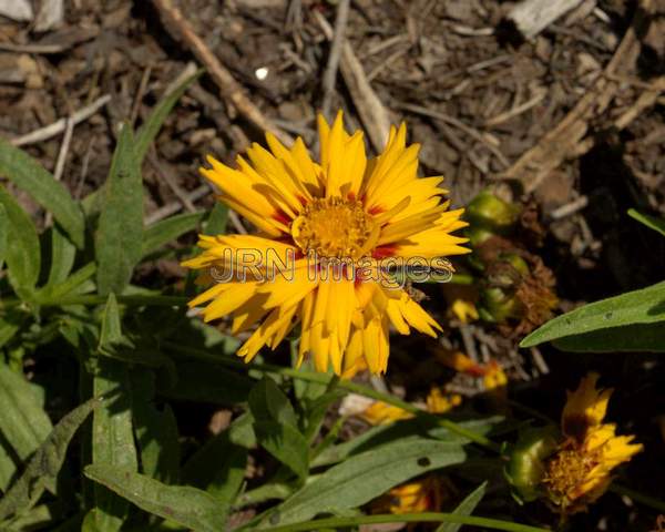 Big Coreopsis