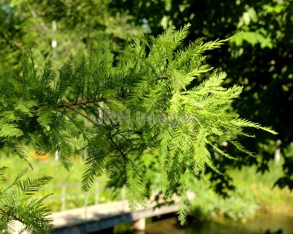 Bald Cypress