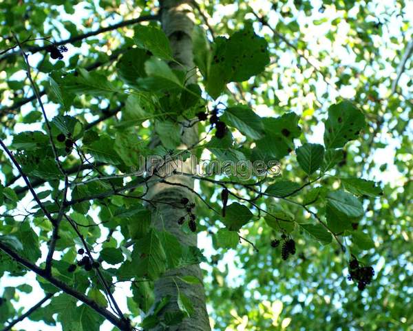 Black Alder