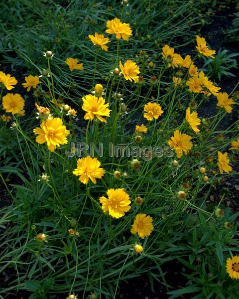 Big Coreopsis