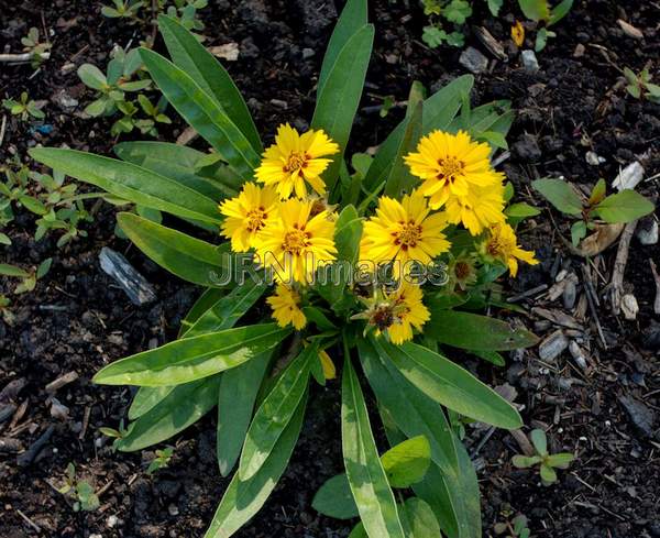 Lanceleaf Coreopsis