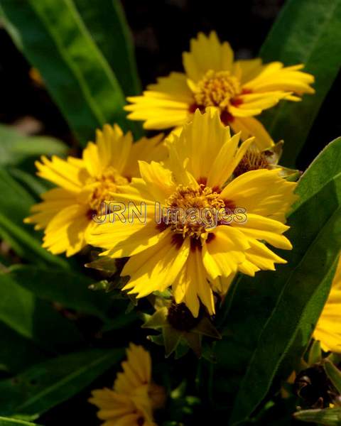 Lanceleaf Coreopsis