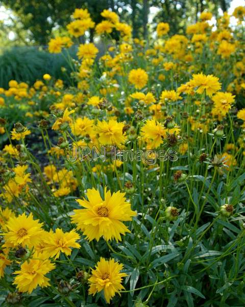 Big Coreopsis