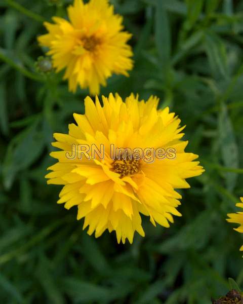 Big Coreopsis