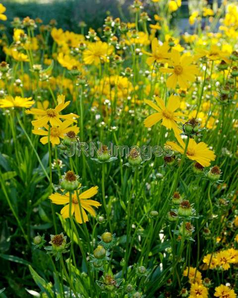 Big Coreopsis