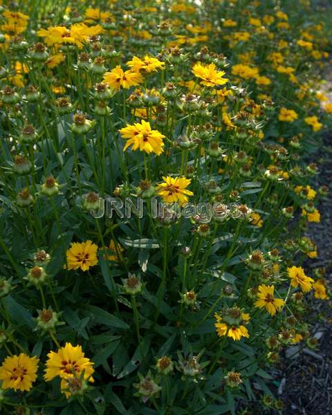 Lance Coreopsis