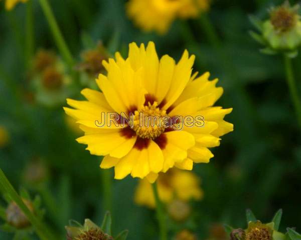 Lance Coreopsis