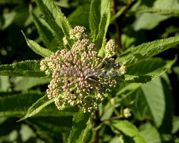 Joe Pye Weed