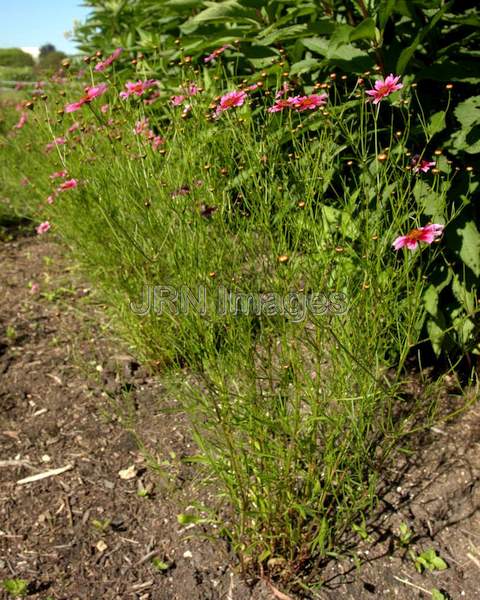 Pink Coreopsis