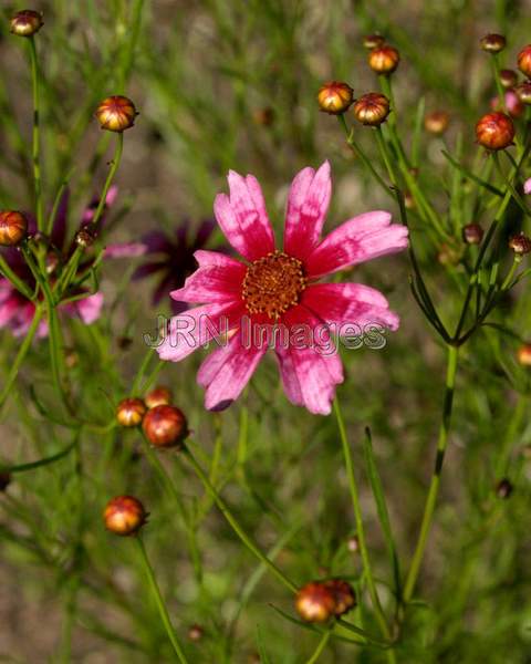 Pink Coreopsis