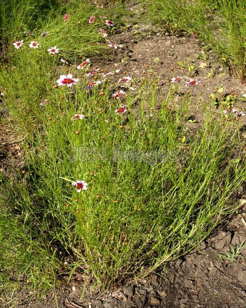 Pink Coreopsis