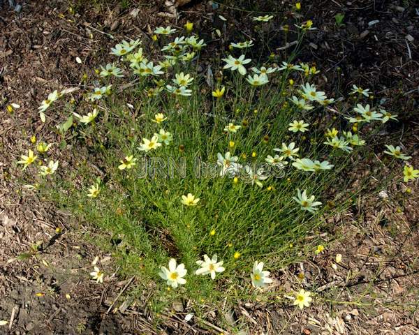 Threadleaf Coreopsis