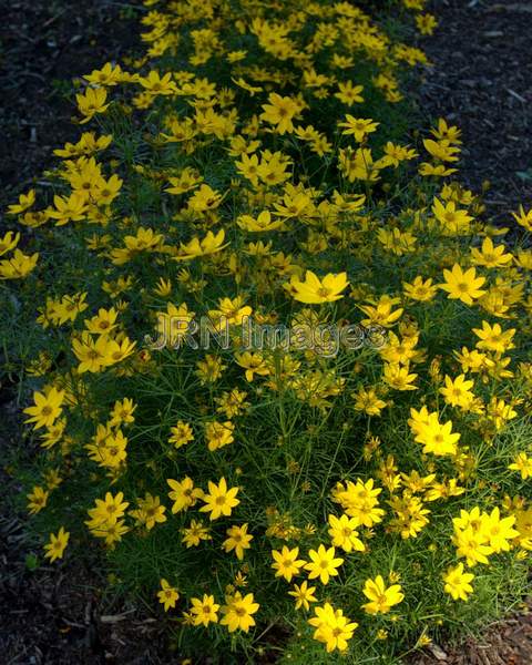 Threadleaf Coreopsis