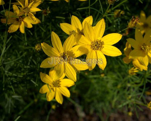 Threadleaf Coreopsis