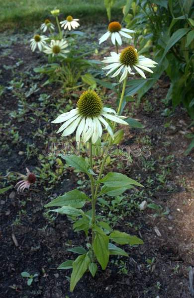 Purple Coneflower