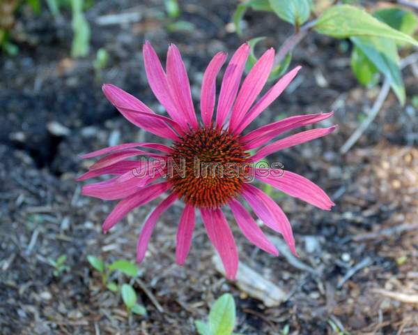 Purple Coneflower