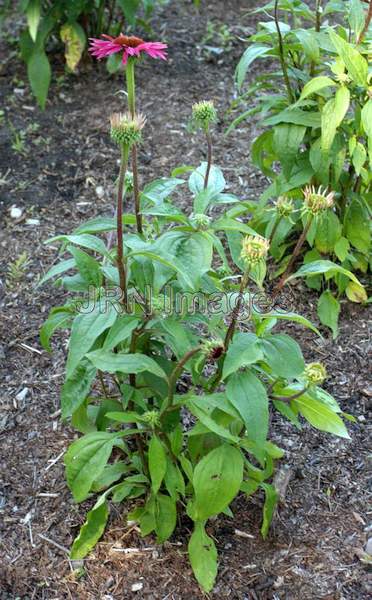 Purple Coneflower