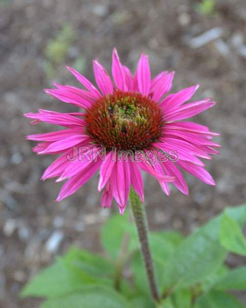 Purple Coneflower