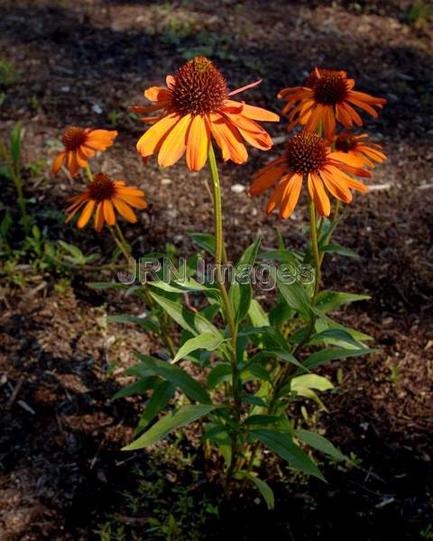 Coneflower