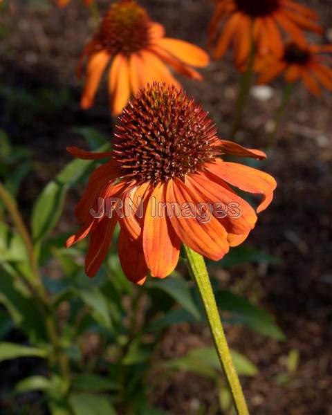 Coneflower